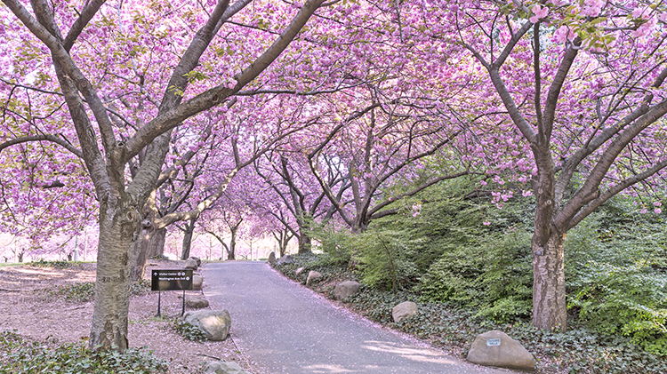 About Us - National Cherry Blossom Festival